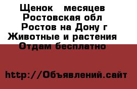 Щенок 6 месяцев - Ростовская обл., Ростов-на-Дону г. Животные и растения » Отдам бесплатно   